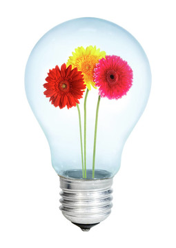 一束非洲菊electrobulb