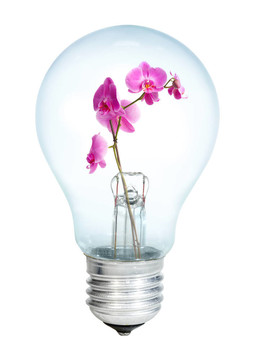 一束蘭花electrobulb
