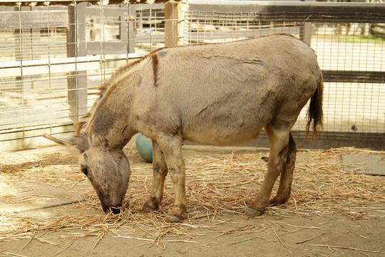 在動物園里的一頭驢