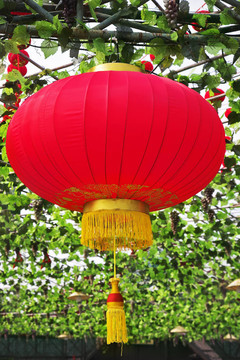 傳統(tǒng)紅燈籠裝飾中國公園