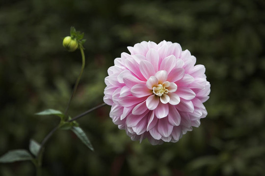 花園里的菊花