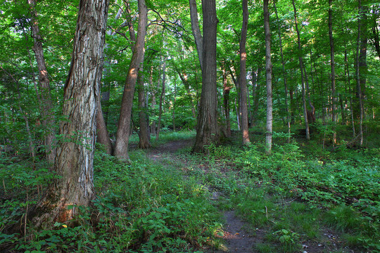 森林風(fēng)景- Shabbona；伊利諾斯