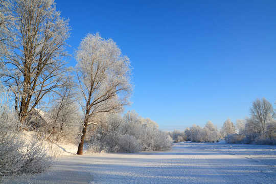 沿海冬季河上的雪樹