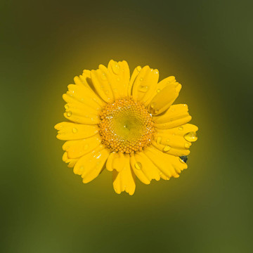春天的太陽(yáng)