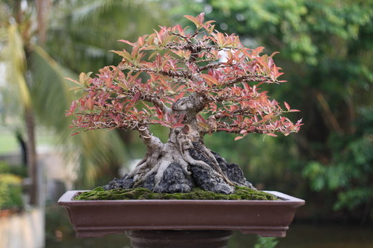 榕樹和榕盆景樹。