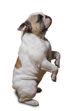 法國斗牛犬