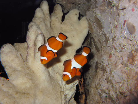 小丑魚