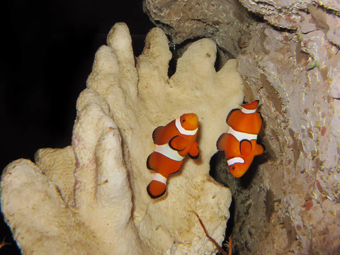 小丑魚