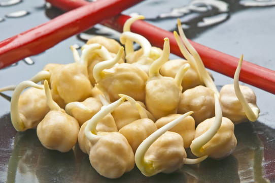 鷹嘴豆豆芽