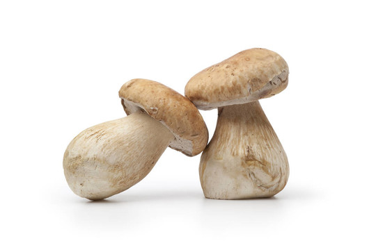 整個(gè)新鮮牛肝菌