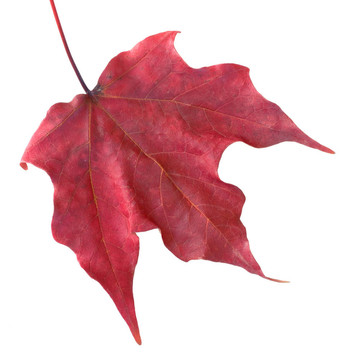 紅色的葉子