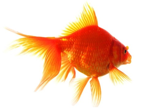 金魚