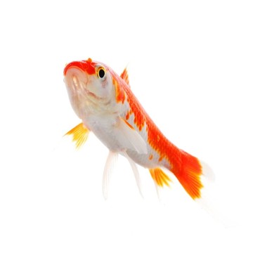 金魚