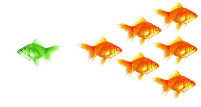 個(gè)人的金魚(yú)