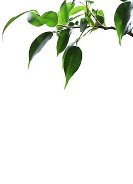 綠枝。
