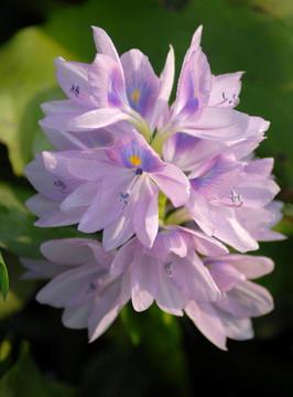藍(lán)色的水葫蘆花