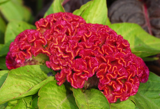 紅莧雞冠花的花
