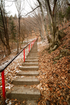 stairst穿過(guò)森林