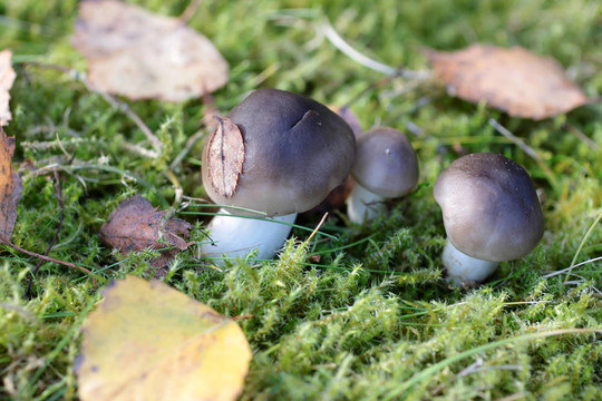 苔蘚中的小蘑菇