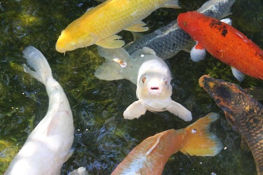 錦鯉魚等待治療