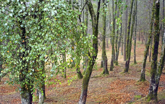 在樹林深處