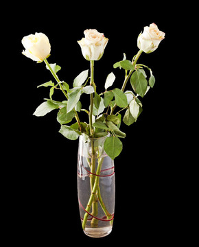 白薔薇