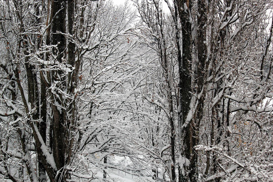 樹枝和雪