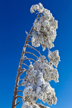 白雪皚皚的黑森林中的冷杉樹；Kaltenbronn；德國
