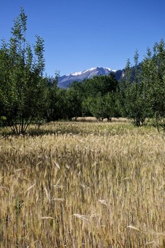 田野和群山