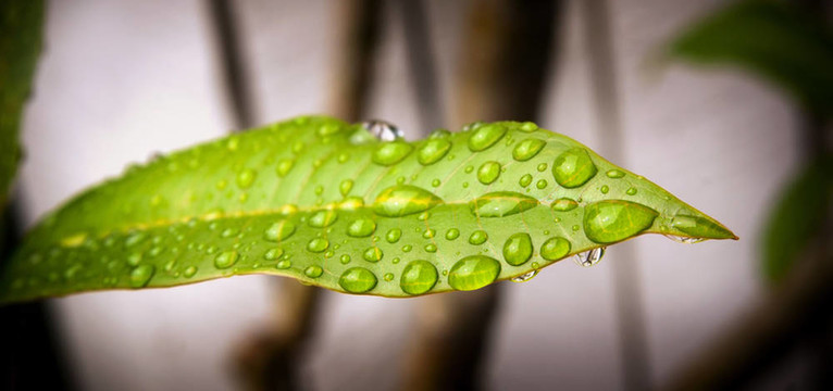 樹葉上的雨滴