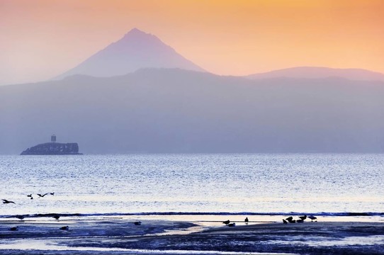 海洋海岸的鳥
