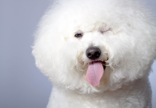 眨眼的比熊犬