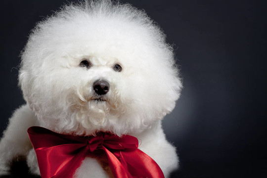 可憐的小比熊犬