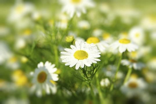 甘菊花