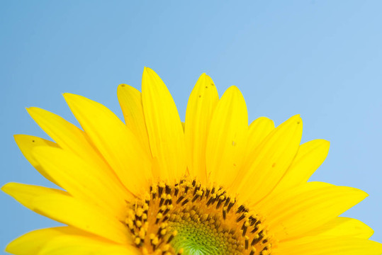向日葵開(kāi)花