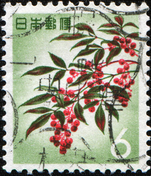 日本花楸樹或山灰- Sorbus commixta