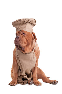 種波爾多獒犬穿得像意大利廚師在一旁看孤立在白色背景