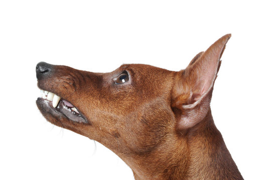 迷你杜賓犬。