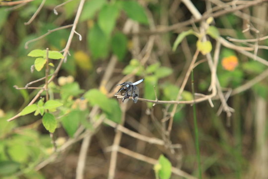 蜻蜓-乌干达；非洲