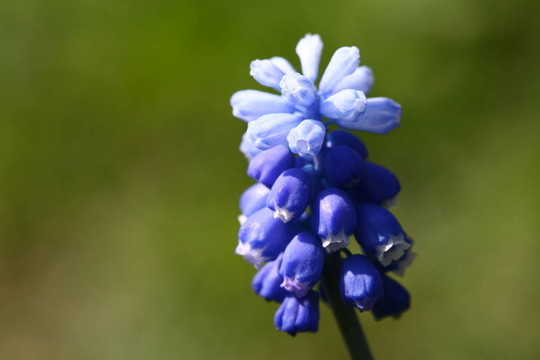 藍色的花