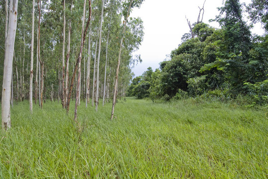 桉樹林