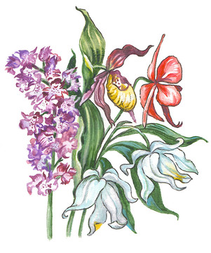 蘭花