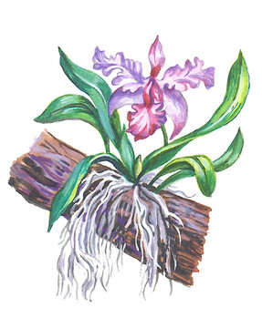蘭花