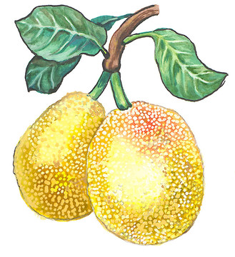 菠蘿蜜