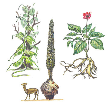 各種plants_2