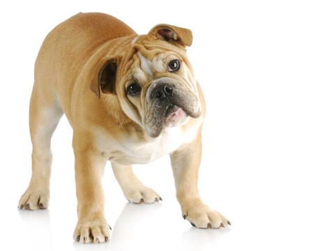英國(guó)斗牛犬