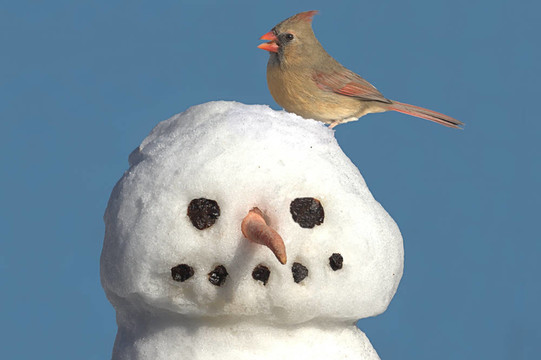 紅衣主教在雪人