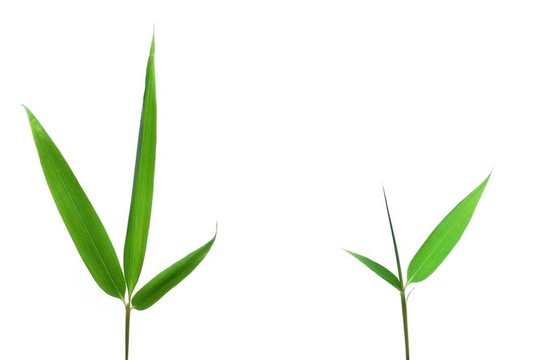 幸運(yùn)竹架
