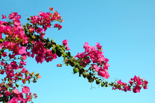 鮮花盛開(kāi)的樹(shù)枝