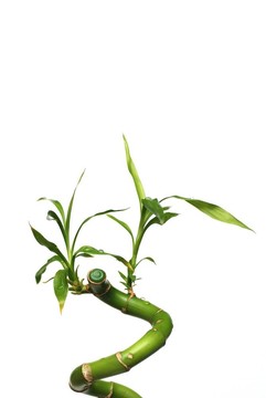白色孤立竹